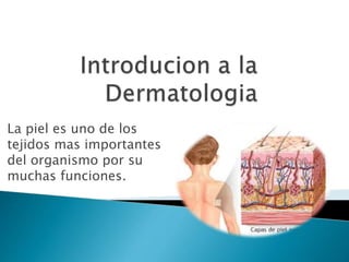 La piel es uno de los 
tejidos mas importantes 
del organismo por su 
muchas funciones. 
 