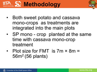 www.iita.orgA member of the CGIAR System Office
• Both sweet potato and cassava
mono-crops as treatments are
integrated into the main plots
• SP mono - crop planted at the same
time with cassava mono-crop
treatment
• Plot size for FMT is 7m × 8m =
56m2 (56 plants)
Methodology
 