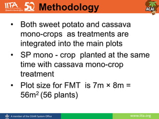 www.iita.orgA member of the CGIAR System Office
• Both sweet potato and cassava
mono-crops as treatments are
integrated into the main plots
• SP mono - crop planted at the same
time with cassava mono-crop
treatment
• Plot size for FMT is 7m × 8m =
56m2 (56 plants)
Methodology
 