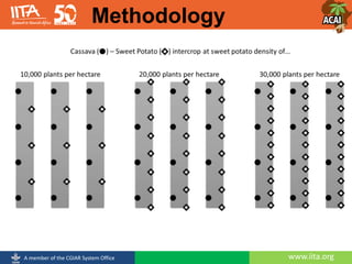 www.iita.orgA member of the CGIAR System Office
Methodology
 