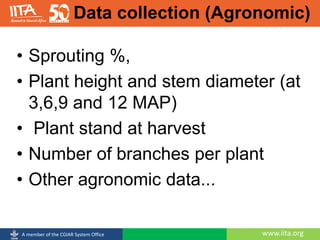 www.iita.orgA member of the CGIAR System Office
Data collection (Agronomic)
• Sprouting %,
• Plant height and stem diameter (at
3,6,9 and 12 MAP)
• Plant stand at harvest
• Number of branches per plant
• Other agronomic data...
 
