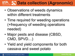 www.iita.orgA member of the CGIAR System Office
Data collection (Agronomic)
• Observations of weeds dynamics
within different treatments
• Time required for weeding operations
(+frequency of weeding operations
needed)
• Major pests and disease (CBSD,
CMD, SPVD…)
• Yield and yield components for both
cassava and sweet potato
 
