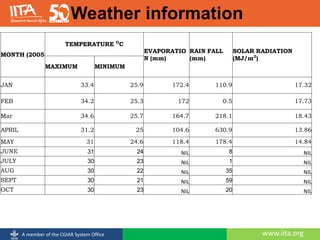 www.iita.orgA member of the CGIAR System Office
MONTH (2005
TEMPERATURE O
C
EVAPORATIO
N (mm)
RAIN FALL
(mm)
SOLAR RADIATION
(MJ/m2
)
MAXIMUM MINIMUM
JAN 33.4 25.9 172.4 110.9 17.32
FEB 34.2 25.3 172 0.5 17.73
Mar 34.6 25.7 164.7 218.1 18.43
APRIL 31.2 25 104.6 630.9 13.86
MAY 31 24.6 118.4 178.4 14.84
JUNE 31 24 NIL 8 NIL
JULY 30 23 NIL 1 NIL
AUG 30 22 NIL 35 NIL
SEPT 30 21 NIL 59 NIL
OCT 30 23 NIL 20 NIL
Weather information
 