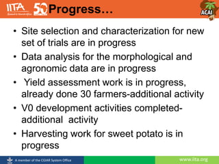 www.iita.orgA member of the CGIAR System Office
• Site selection and characterization for new
set of trials are in progress
• Data analysis for the morphological and
agronomic data are in progress
• Yield assessment work is in progress,
already done 30 farmers-additional activity
• V0 development activities completed-
additional activity
• Harvesting work for sweet potato is in
progress
Progress…
 