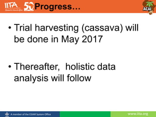 www.iita.orgA member of the CGIAR System Office
• Trial harvesting (cassava) will
be done in May 2017
• Thereafter, holistic data
analysis will follow
Progress…
 