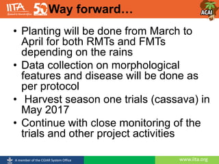 www.iita.orgA member of the CGIAR System Office
• Planting will be done from March to
April for both RMTs and FMTs
depending on the rains
• Data collection on morphological
features and disease will be done as
per protocol
• Harvest season one trials (cassava) in
May 2017
• Continue with close monitoring of the
trials and other project activities
Way forward…
 
