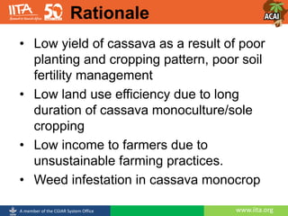 www.iita.orgA member of the CGIAR System Office
• Low yield of cassava as a result of poor
planting and cropping pattern, poor soil
fertility management
• Low land use efficiency due to long
duration of cassava monoculture/sole
cropping
• Low income to farmers due to
unsustainable farming practices.
• Weed infestation in cassava monocrop
Rationale
 