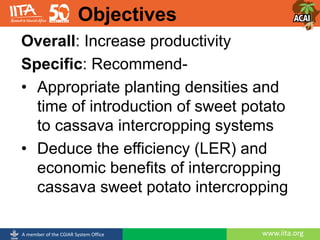 www.iita.orgA member of the CGIAR System Office
Overall: Increase productivity
Specific: Recommend-
• Appropriate planting densities and
time of introduction of sweet potato
to cassava intercropping systems
• Deduce the efficiency (LER) and
economic benefits of intercropping
cassava sweet potato intercropping
Objectives
 