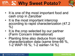 www.iita.orgA member of the CGIAR System Office
• It is one of the most important food and
cash crop in Zanzibar
• It is the most important intercrop
according to rapid characterization (47.2
%)
• It is the crop selected by our partner
(Farm Concern International)
• Planting time also deduce from rapid
characterization data (same time-66 %,
1-2 WAP-16 %; 1-2 earlier-14 %)
Why Sweet Potato?
 