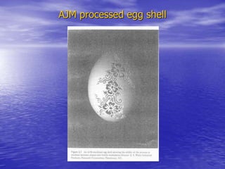 AJM processed egg shell
 