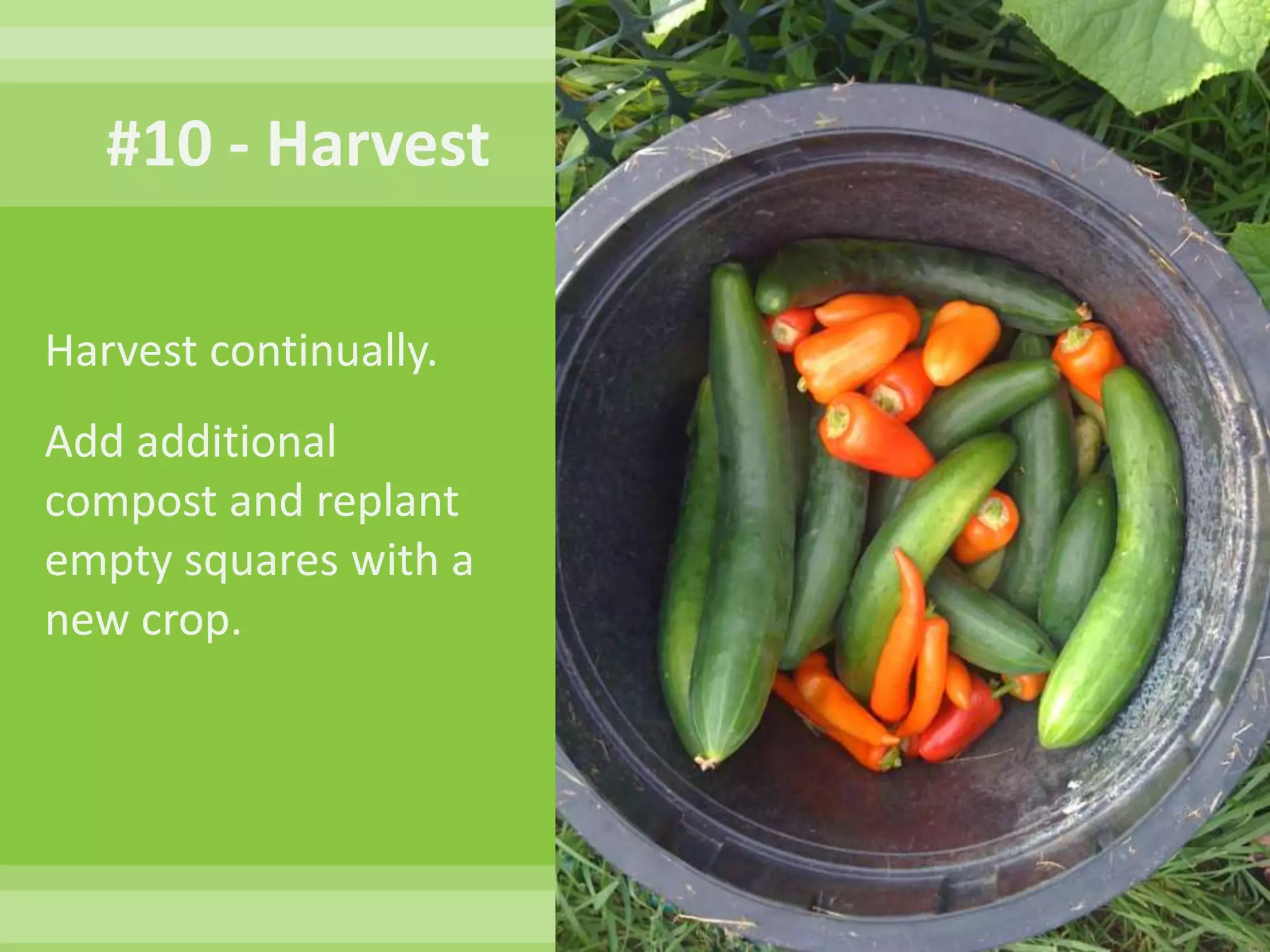 #6 - CareNever walk on your growing soil.Work from the aisles.Pick off pests.Visit your garden once a day.