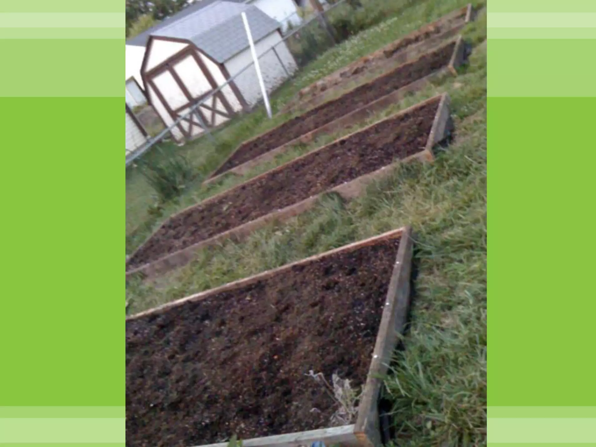 My Garden – 1st YearOne tomato plant in an old wooden ammo boxOne pepper plant in a 5 gallon bucketHerbs