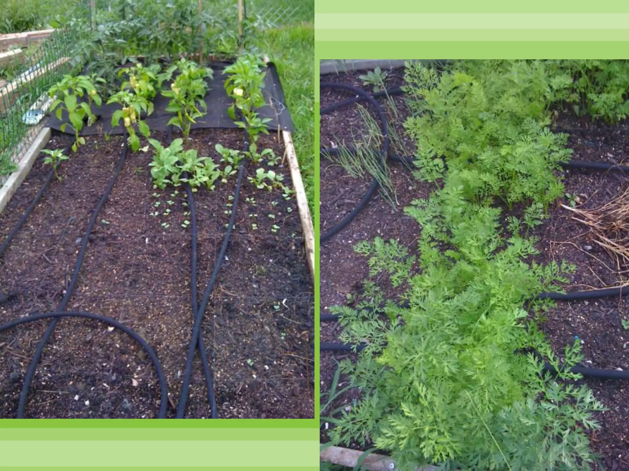 My Garden – 2nd YearI asked for ONE 4x4 box. . . 