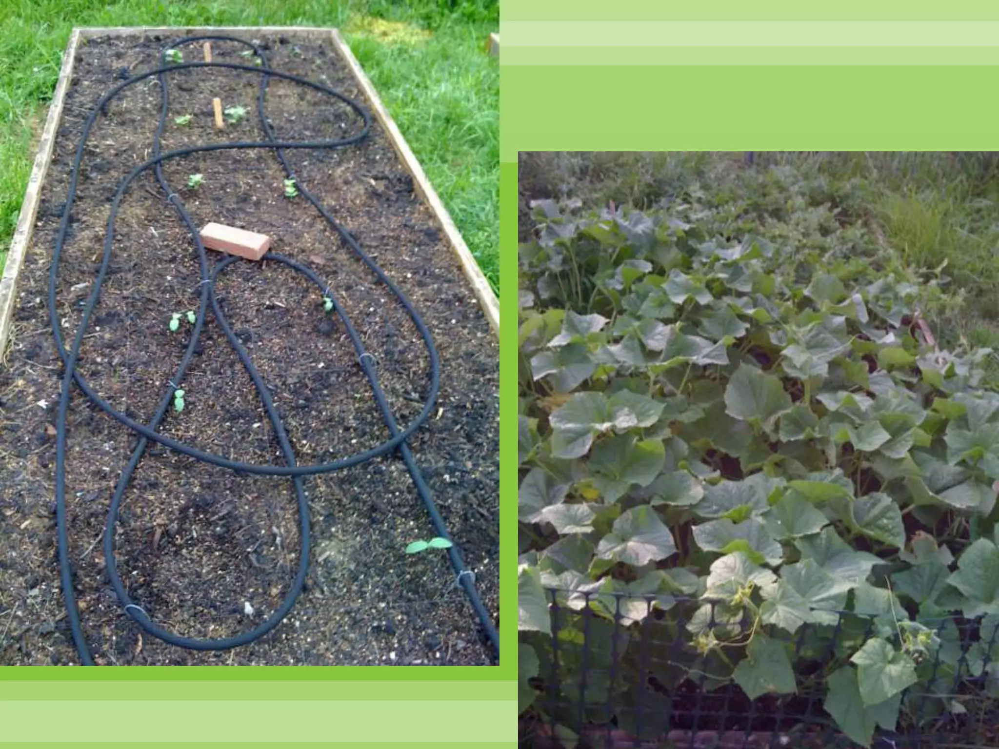 My Garden – 2nd YearI asked for ONE 4x4 box. . . 