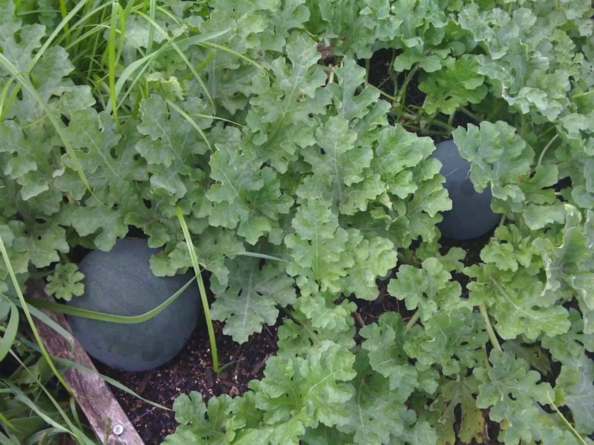 My Garden – 2nd YearI asked for ONE 4x4 box. . . 