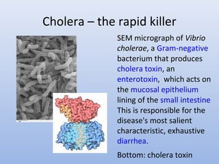 Cholera – the rapid killer 
SEM micrograph of Vibrio 
cholerae, a Gram-negative 
bacterium that produces 
cholera toxin, an 
enterotoxin, which acts on 
the mucosal epithelium 
lining of the small intestine 
This is responsible for the 
disease's most salient 
characteristic, exhaustive 
diarrhea. 
Bottom: cholera toxin 
 