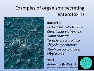 Examples of organisms secreting 
enterotoxins 
Bacterial 
Escherichia coli O157:H7 
Clostridium perfringens 
Vibrio cholerae 
Yersinia enterocolitica 
Shigella dysenteriae 
Staphylococcus aureus 
(pictured) 
Viral 
Rotavirus (NSP4)  
(Institute for Molecular Virology. WI) 
 