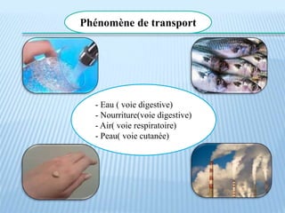 Phénomène de transport
- Eau ( voie digestive)
- Nourriture(voie digestive)
- Air( voie respiratoire)
- Peau( voie cutanée)
 
