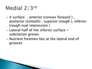  4 surface , anterior (convex forward ) ,
posterior (smooth) , superior (rough ), inferior
(rough oval impression )
 Lateral half of the inferior surface =
subclavian groves
 Nutrient foremen lies at the lateral end of
grooves
 