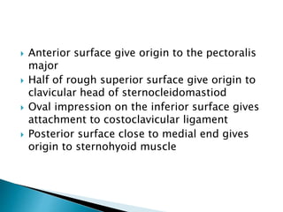  Anterior surface give origin to the pectoralis
major
 Half of rough superior surface give origin to
clavicular head of sternocleidomastiod
 Oval impression on the inferior surface gives
attachment to costoclavicular ligament
 Posterior surface close to medial end gives
origin to sternohyoid muscle
 