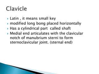  Latin , it means small key
 modified long bong placed horizontally
 Has a cylindrical part called shaft
 Medial end articulates with the clavicular
notch of manubrium sterni to form
sternoclavicular joint. (sternal end)
 