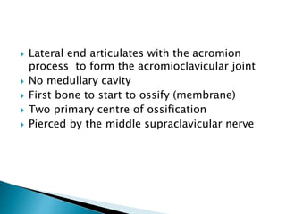  Lateral end articulates with the acromion
process to form the acromioclavicular joint
 No medullary cavity
 First bone to start to ossify (membrane)
 Two primary centre of ossification
 Pierced by the middle supraclavicular nerve
 