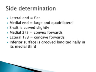  Lateral end = flat
 Medial end = large and quadrilateral
 Shaft is curved slightly
 Medial 2/3 = convex forwards
 Lateral 1/3 = concave forwards
 Inferior surface is grooved longitudinally in
its medial third
 