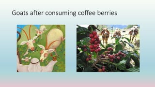Goats after consuming coffee berries
 