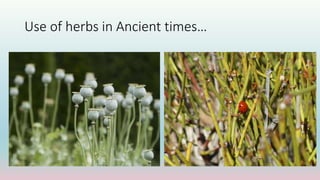 Use of herbs in Ancient times…
 