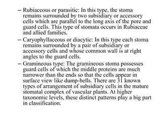 – Rubiaceous or parasitic: In this type, the stoma
remains surrounded by two subsidiary or accessory
cells which are parallel to the long axis of the pore and
guard cells. This type of stomata occurs in Rubiaceae
and allied families.
– Caryophyllaceous or diacytic: In this type each stoma
remains surrounded by a pair of subsidiary or
accessory cells and whose common wall is at right
angles to the guard cells.
– Gramineous type: The gramineous stoma possesses
guard cells of which the middle proteins are much
narrower than the ends so that the cells appear in
surface view like dump-bells. There are 31 known
types of arrangement of subsidiary cells in the mature
stomatal complex of vascular plants. At higher
taxonomic levels, these distinct patterns play a big part
in classification.
 
