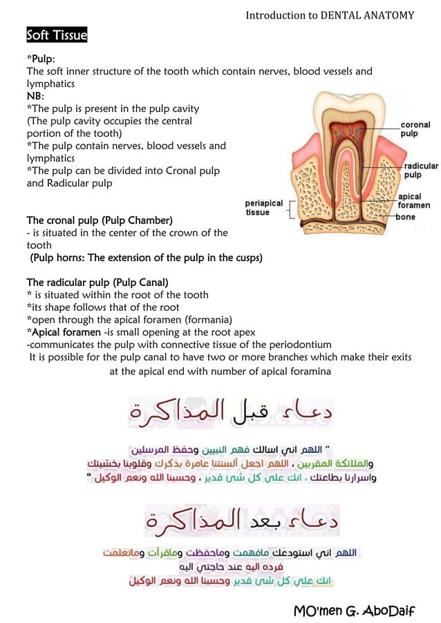 Introduction to Dental Anatomy PDF