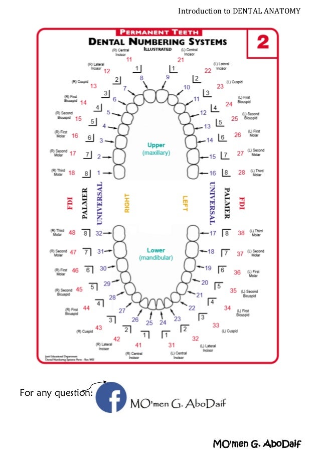 Introduction to Dental Anatomy