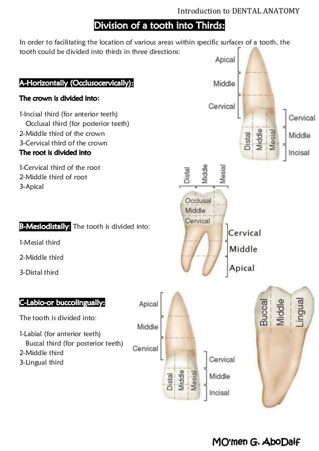 Introduction to Dental Anatomy