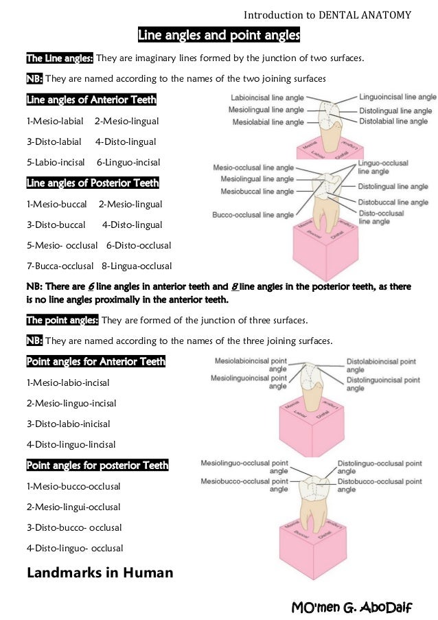 Introduction to Dental Anatomy