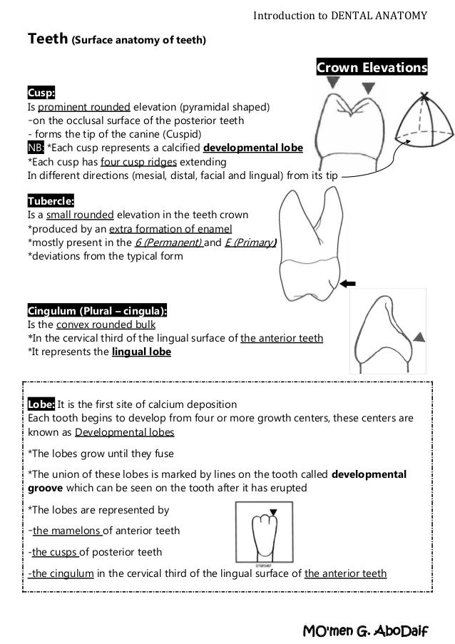 Introduction to Dental Anatomy