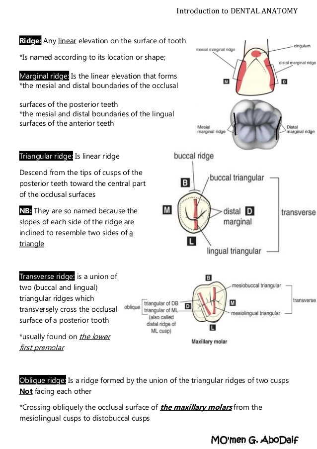 Introduction to Dental Anatomy