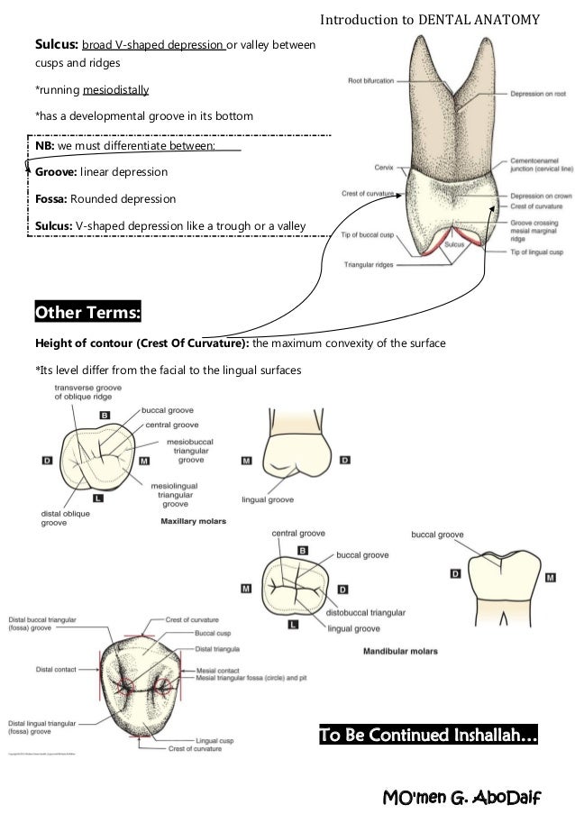 Introduction to Dental Anatomy