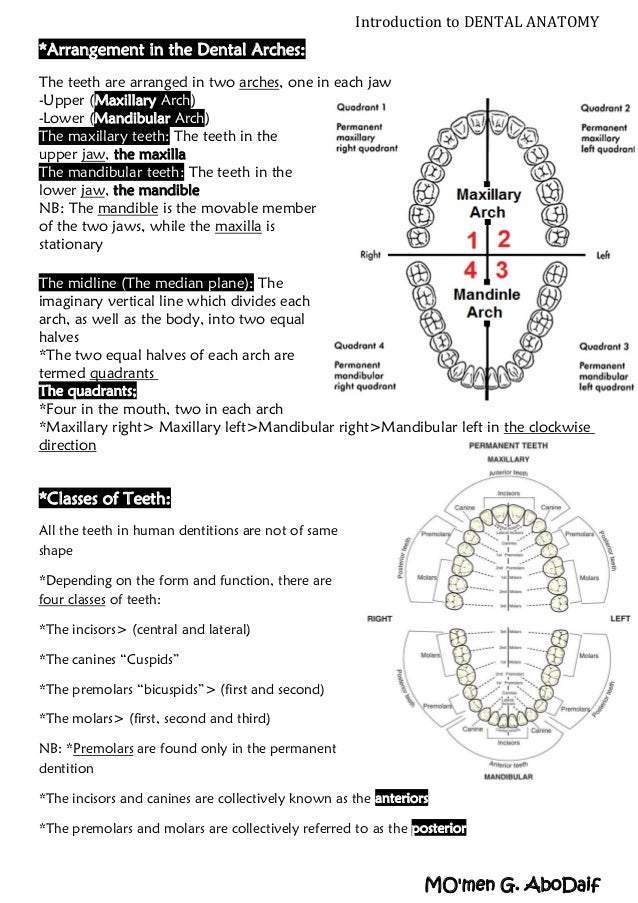 Introduction to Dental Anatomy