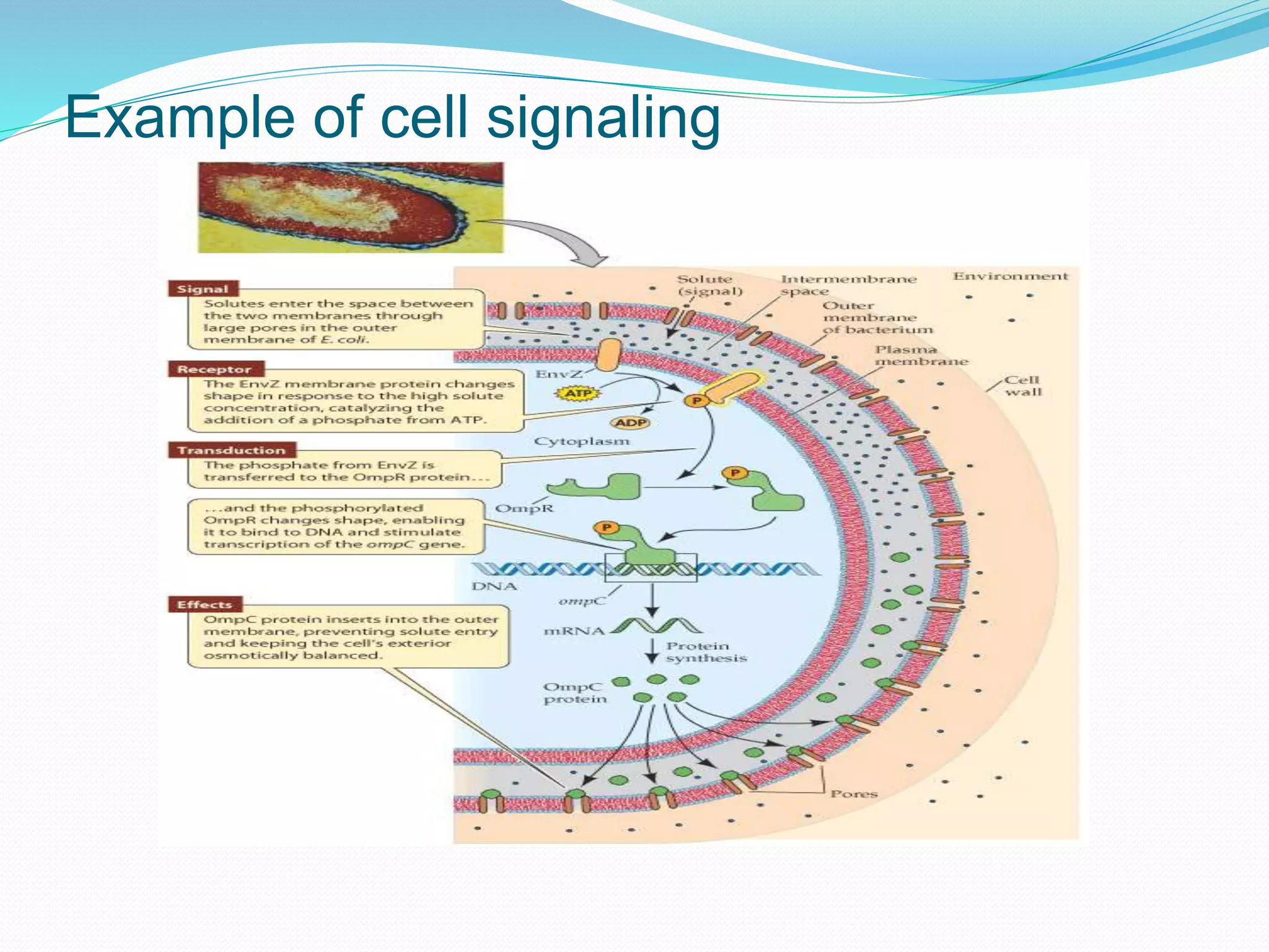 Example of cell signaling
 