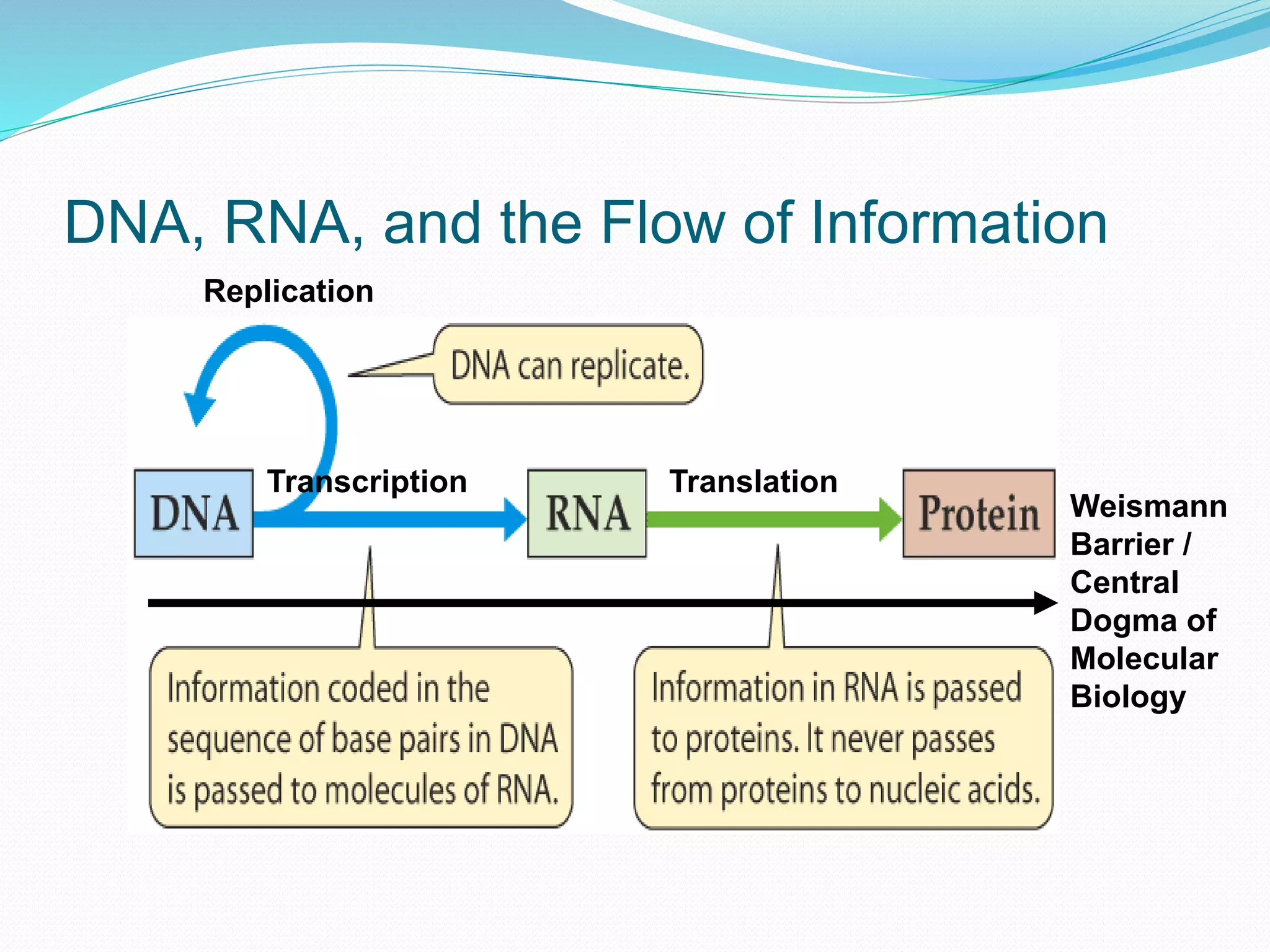 DNA, RNA, and the Flow of Information
TranslationTranscription
Replication
Weismann
Barrier /
Central
Dogma of
Molecular
Biology
 
