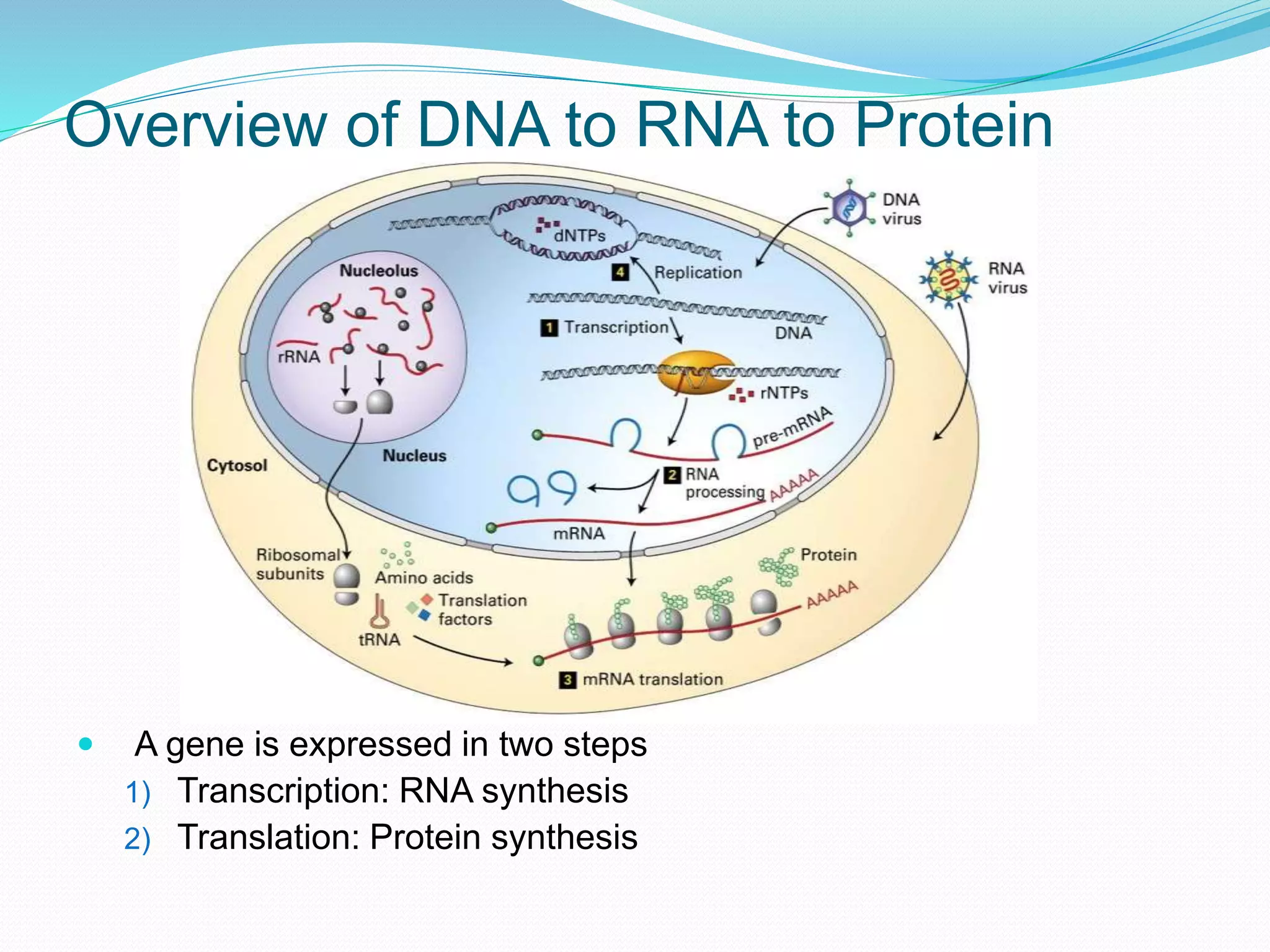 Overview of DNA to RNA to Protein
 A gene is expressed in two steps
1) Transcription: RNA synthesis
2) Translation: Protein synthesis
 