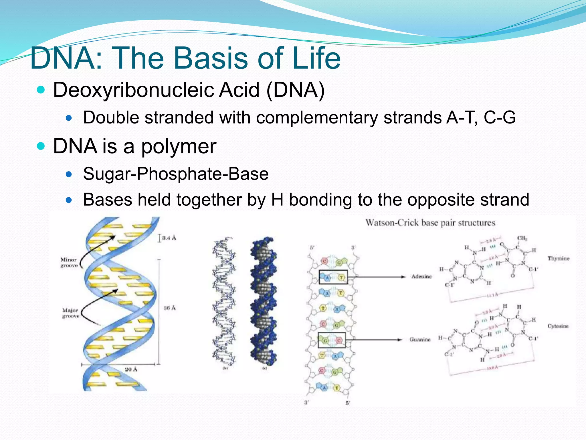DNA: The Basis of Life
 Deoxyribonucleic Acid (DNA)
 Double stranded with complementary strands A-T, C-G
 DNA is a polymer
 Sugar-Phosphate-Base
 Bases held together by H bonding to the opposite strand
 