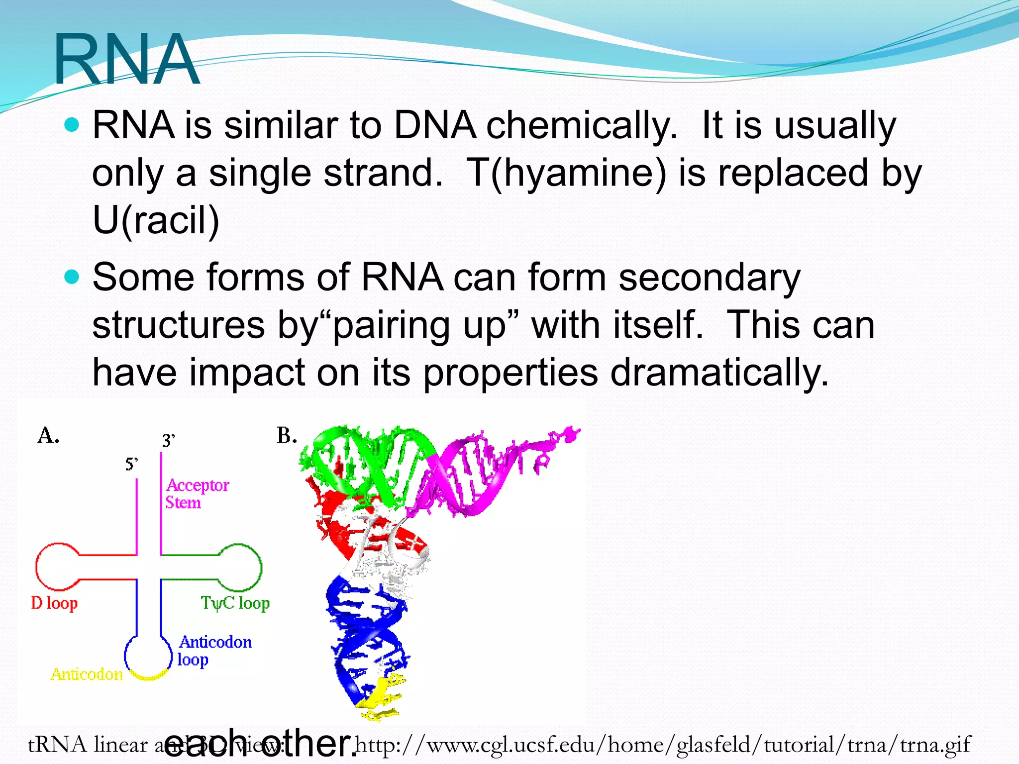 RNA
 RNA is similar to DNA chemically. It is usually
only a single strand. T(hyamine) is replaced by
U(racil)
 Some forms of RNA can form secondary
structures by“pairing up” with itself. This can
have impact on its properties dramatically.
DNA and RNA
can pair with
each other.http://www.cgl.ucsf.edu/home/glasfeld/tutorial/trna/trna.giftRNA linear and 3D view:
 