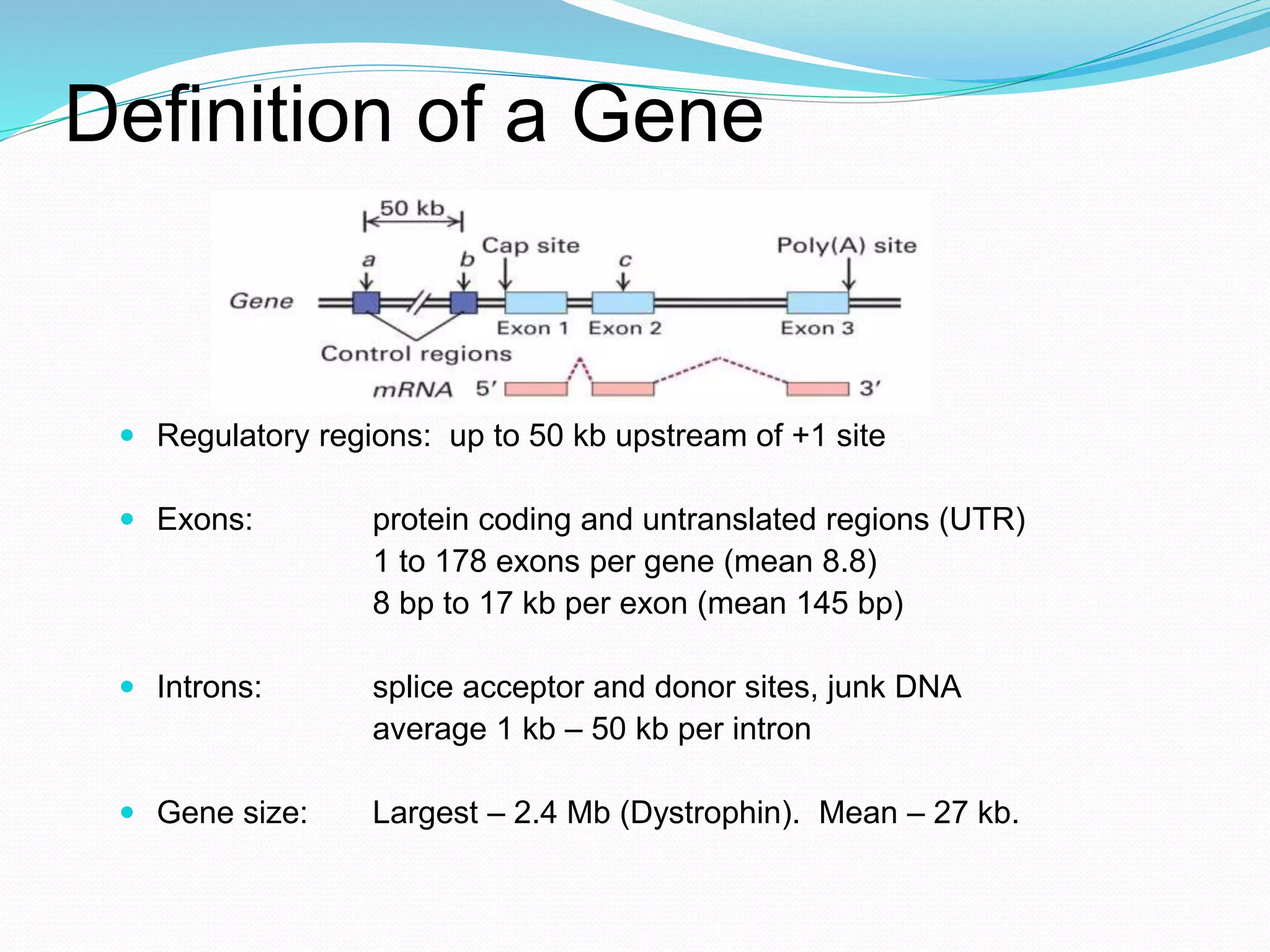 Definition of a Gene
 Regulatory regions: up to 50 kb upstream of +1 site
 Exons: protein coding and untranslated regions (UTR)
1 to 178 exons per gene (mean 8.8)
8 bp to 17 kb per exon (mean 145 bp)
 Introns: splice acceptor and donor sites, junk DNA
average 1 kb – 50 kb per intron
 Gene size: Largest – 2.4 Mb (Dystrophin). Mean – 27 kb.
 