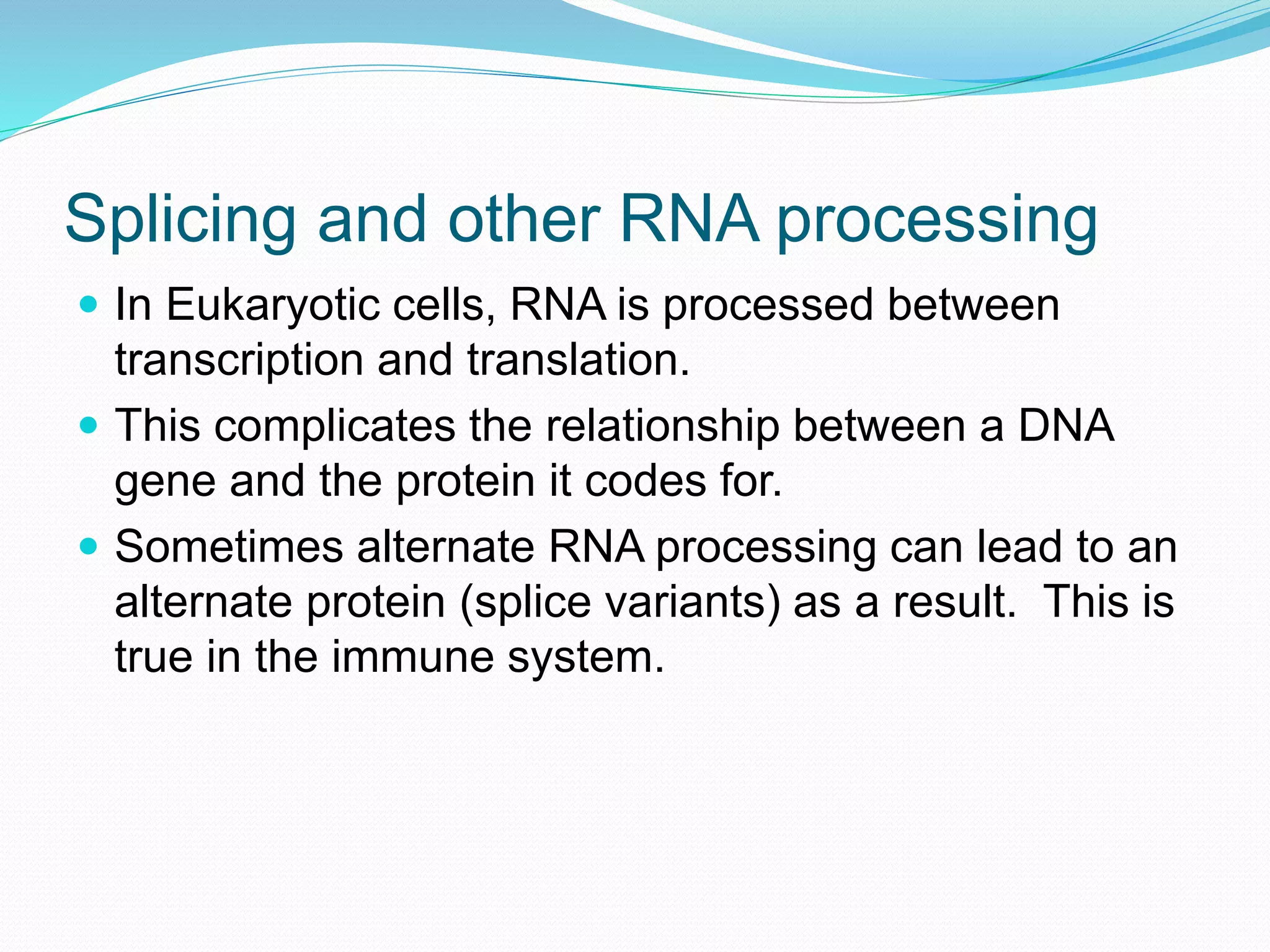 Splicing and other RNA processing
 In Eukaryotic cells, RNA is processed between
transcription and translation.
 This complicates the relationship between a DNA
gene and the protein it codes for.
 Sometimes alternate RNA processing can lead to an
alternate protein (splice variants) as a result. This is
true in the immune system.
 