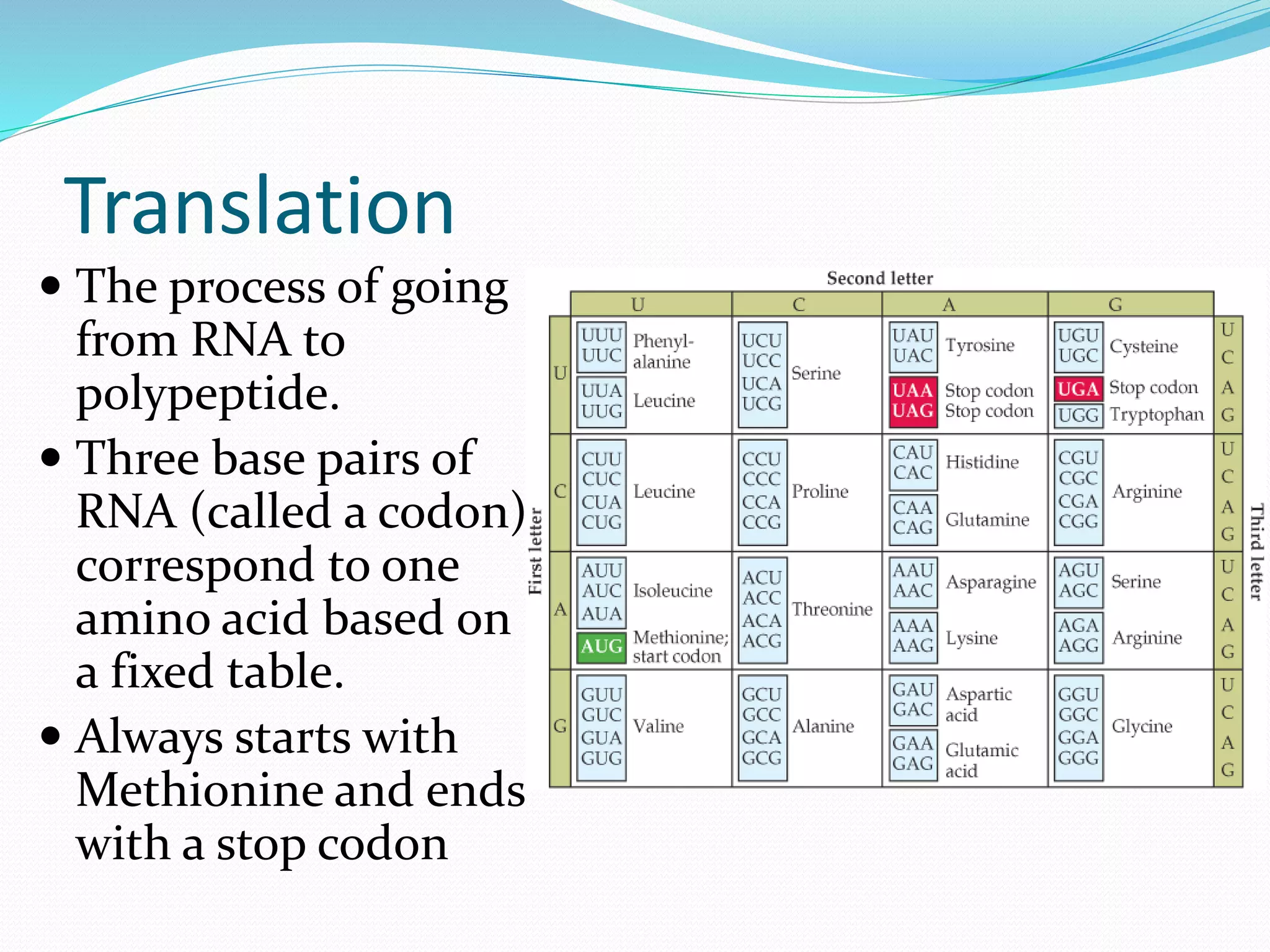 Translation
 The process of going
from RNA to
polypeptide.
 Three base pairs of
RNA (called a codon)
correspond to one
amino acid based on
a fixed table.
 Always starts with
Methionine and ends
with a stop codon
 