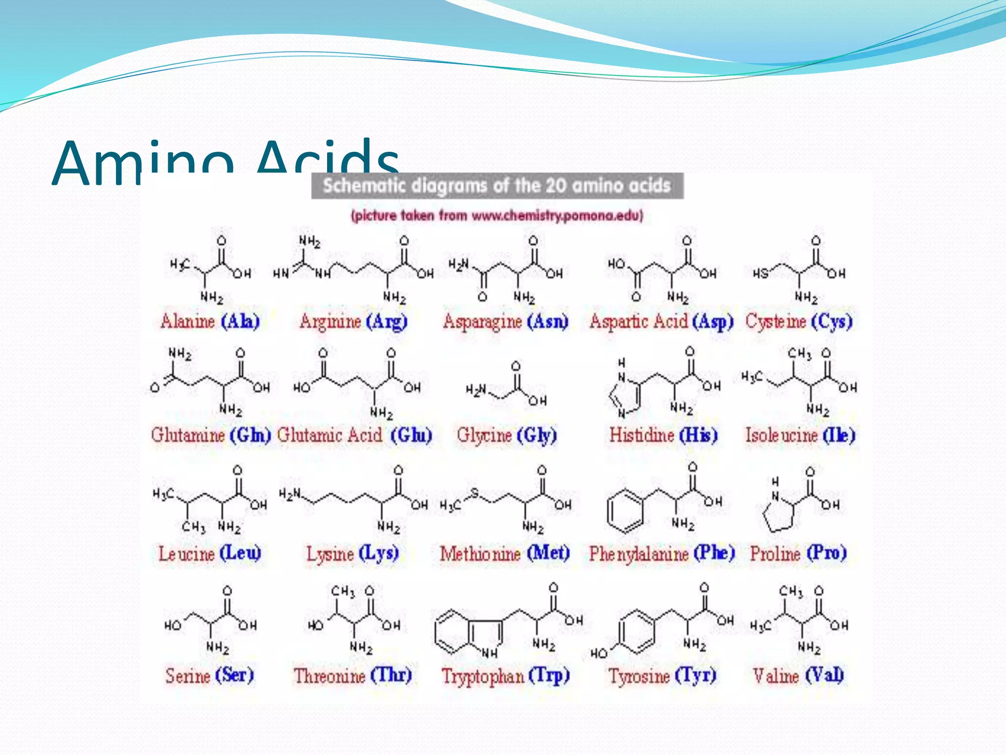 Amino Acids
 
