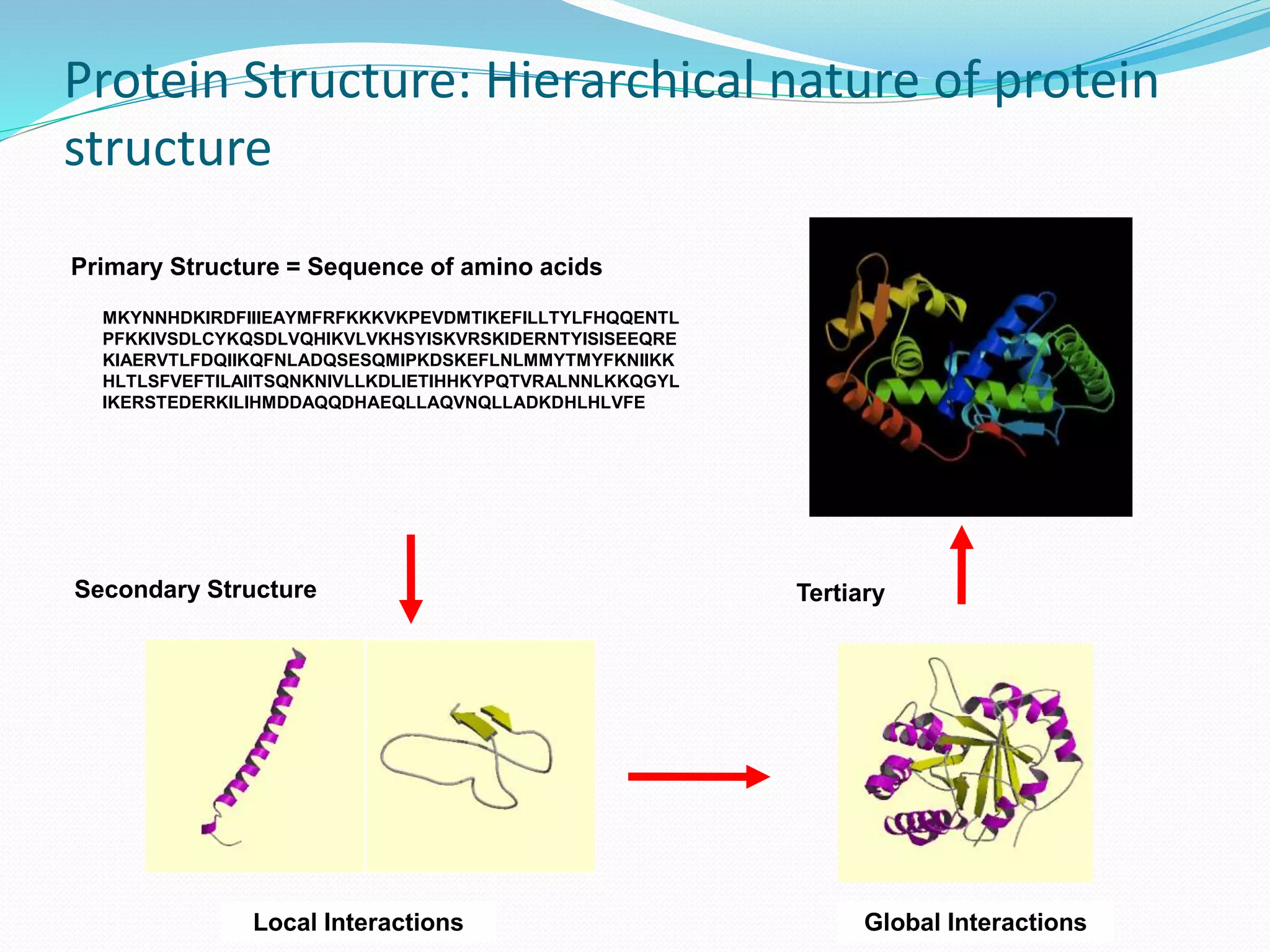 Protein Structure: Hierarchical nature of protein
structure
MKYNNHDKIRDFIIIEAYMFRFKKKVKPEVDMTIKEFILLTYLFHQQENTL
PFKKIVSDLCYKQSDLVQHIKVLVKHSYISKVRSKIDERNTYISISEEQRE
KIAERVTLFDQIIKQFNLADQSESQMIPKDSKEFLNLMMYTMYFKNIIKK
HLTLSFVEFTILAIITSQNKNIVLLKDLIETIHHKYPQTVRALNNLKKQGYL
IKERSTEDERKILIHMDDAQQDHAEQLLAQVNQLLADKDHLHLVFE
Primary Structure = Sequence of amino acids
Secondary Structure Tertiary
Local Interactions Global Interactions
 