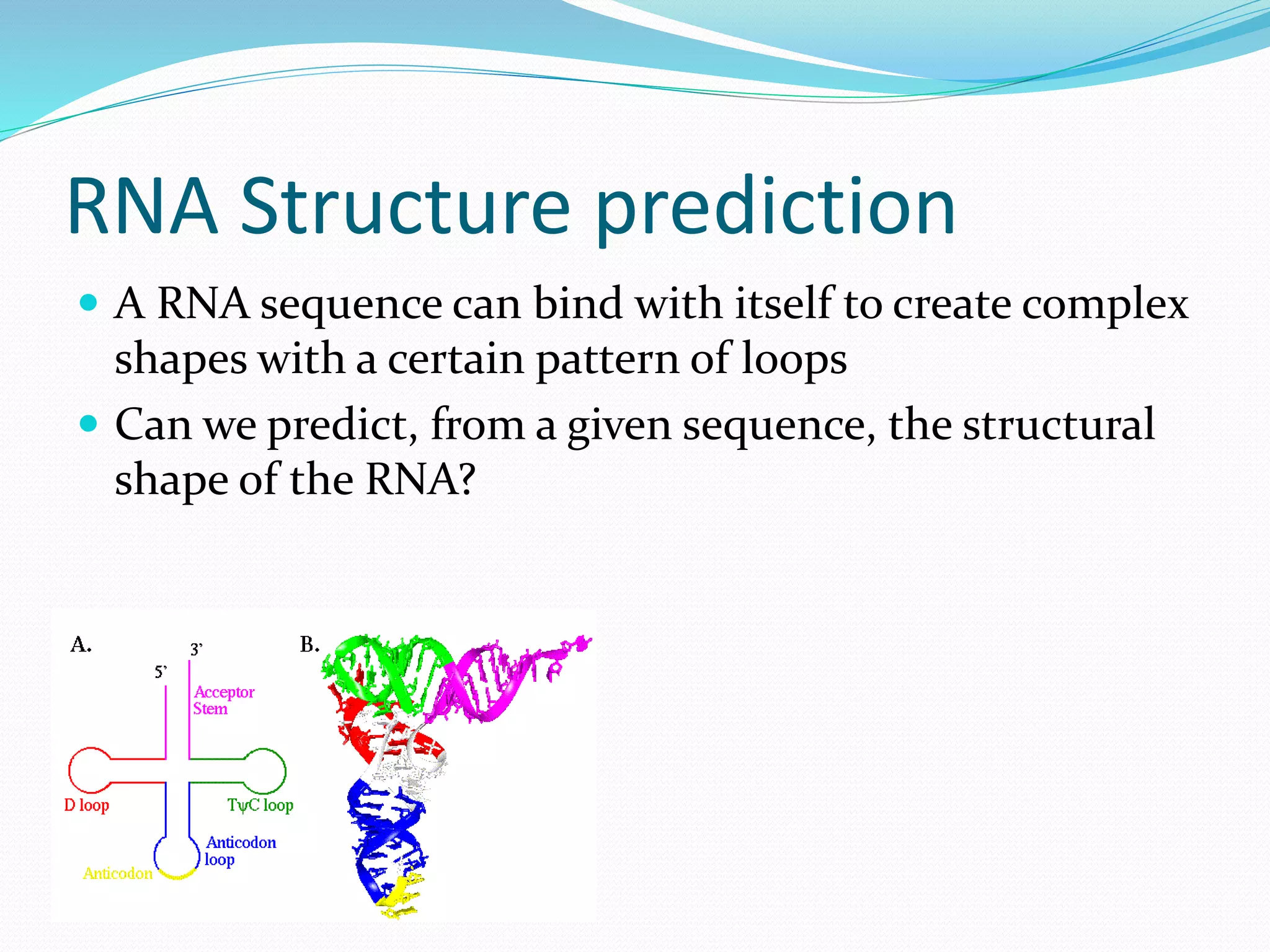 RNA Structure prediction
 A RNA sequence can bind with itself to create complex
shapes with a certain pattern of loops
 Can we predict, from a given sequence, the structural
shape of the RNA?
 