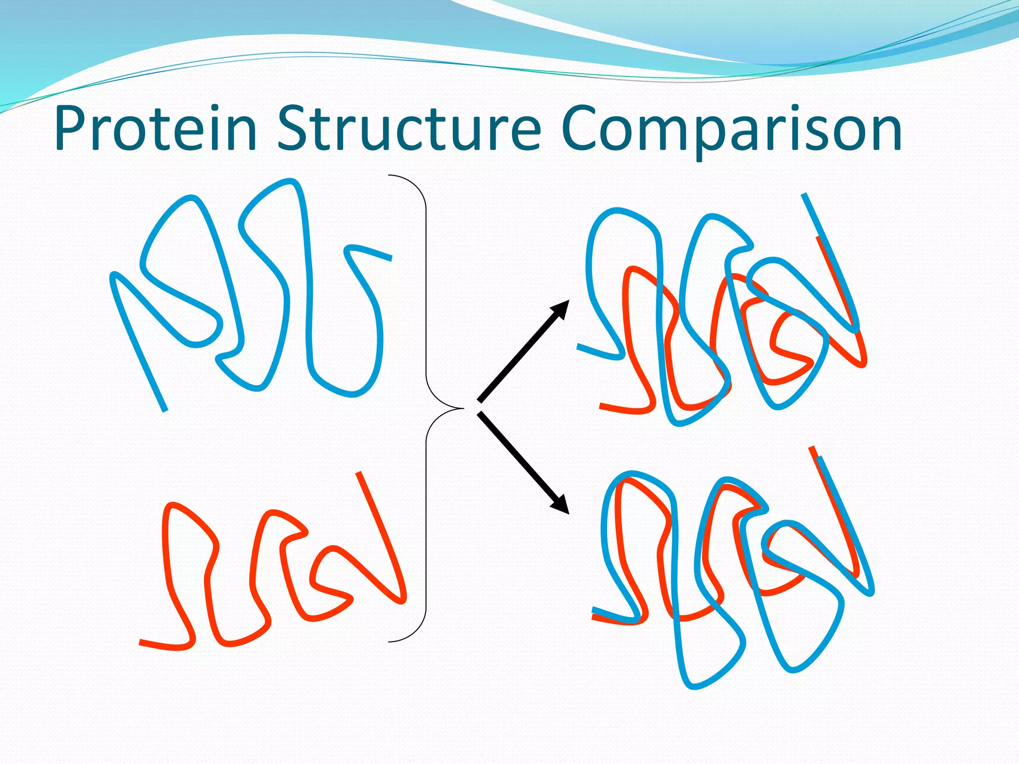 Protein Structure Comparison
 